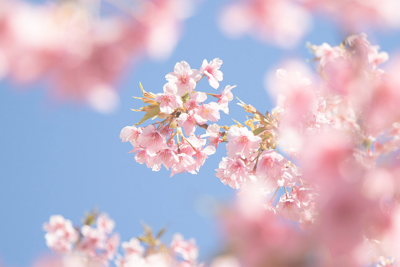 四浦の河津桜