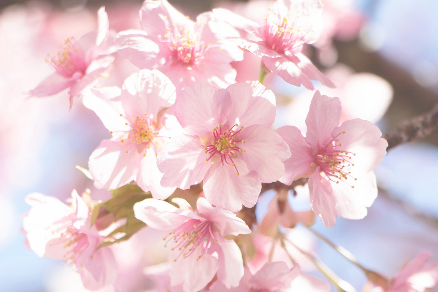 四浦の河津桜